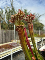 Sarracenia farnhamii Pitcher Plant pitchers up close
