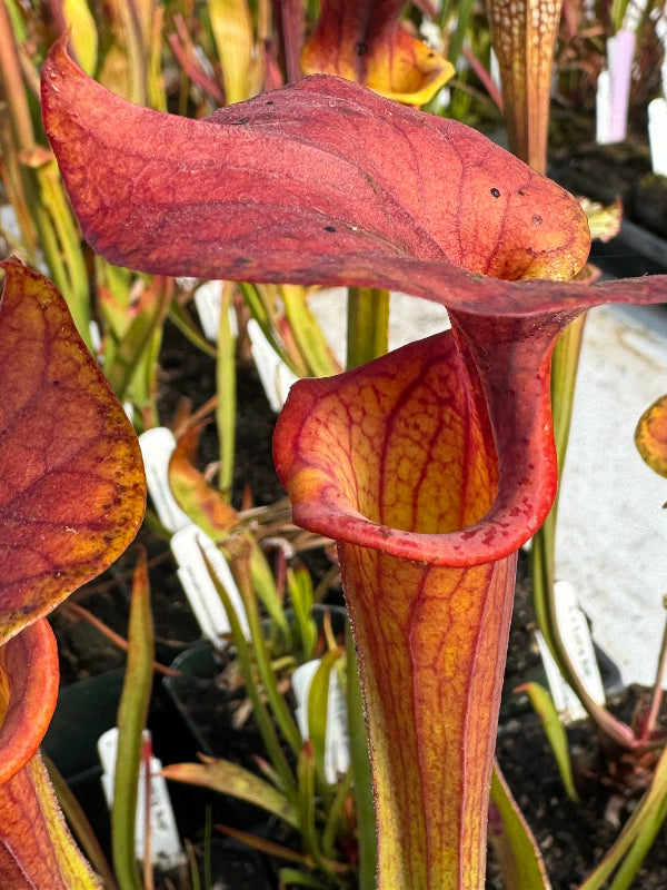 Sarracenia flava ‘Bronze’