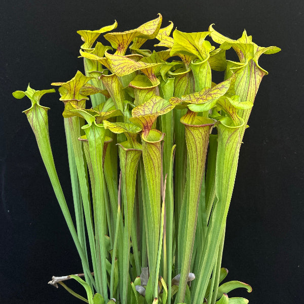 Sarracenia flava ‘Chocolate Top’ x flava ‘Don’s Red Tube’