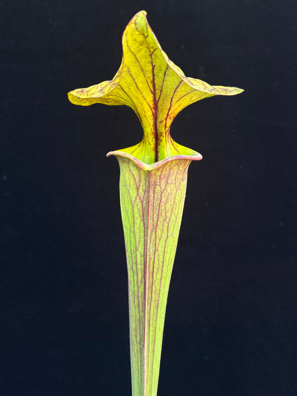 Sarracenia flava ‘Chocolate Top’ x flava ‘Don’s Red Tube’