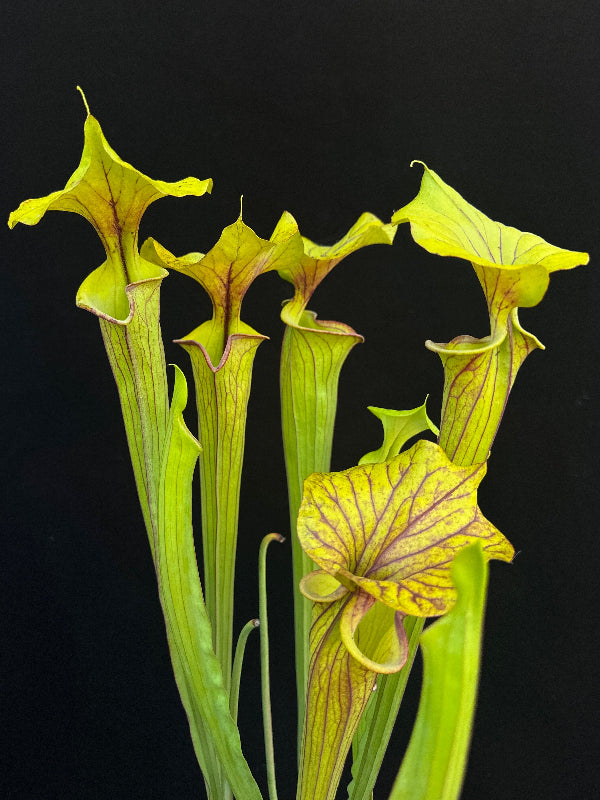 Sarracenia flava ‘Chocolate Top’ x flava ‘Don’s Red Tube’