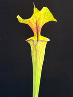 Sarracenia flava ‘Chocolate Top’ x flava ‘Don’s Red Tube’