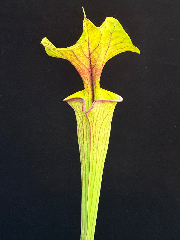 Sarracenia flava ‘Chocolate Top’ x flava ‘Don’s Red Tube’