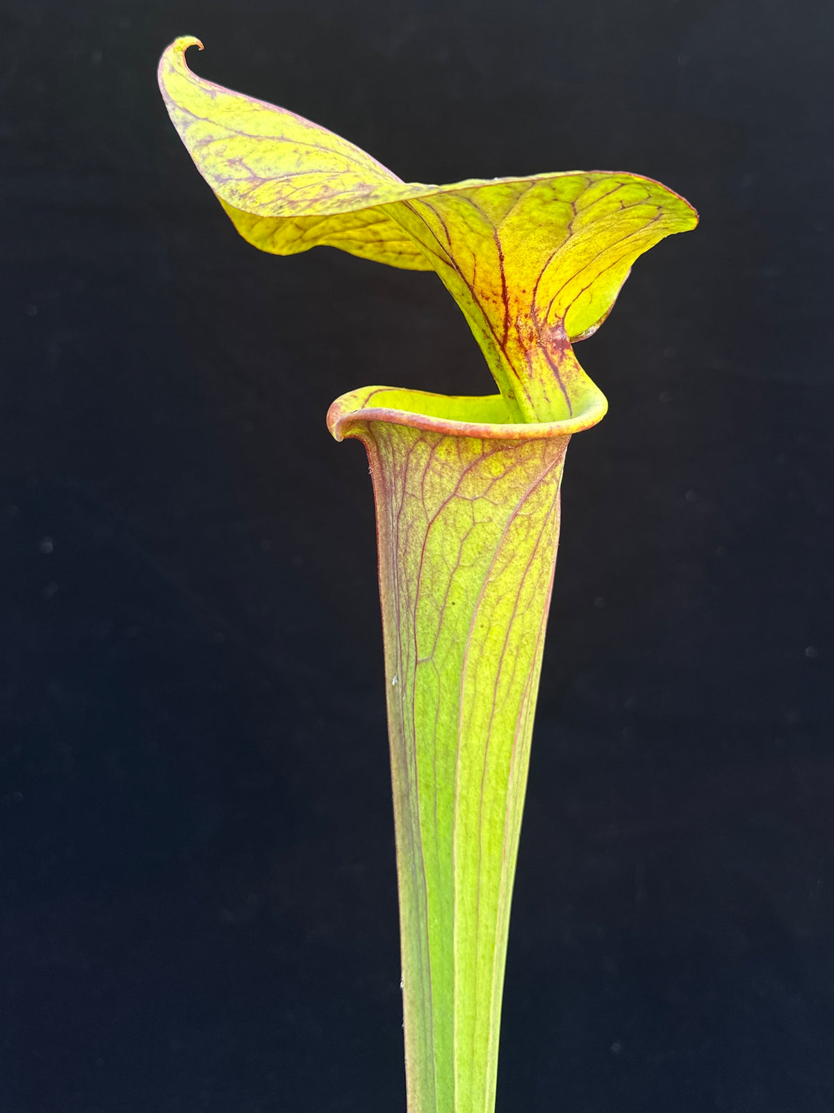 Sarracenia flava ‘Chocolate Top’ x flava ‘Don’s Red Tube’