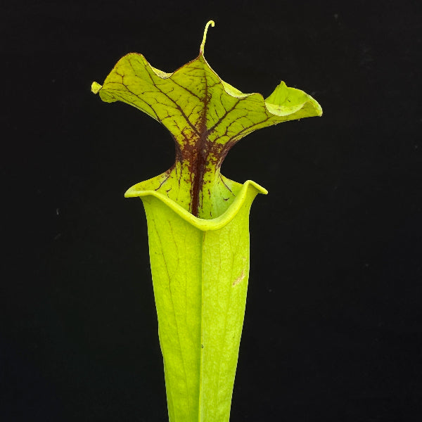 Sarracenia flava ‘Goldie’ x ( x ‘Leah Wilkerson’ ) 