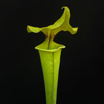 Sarracenia flava ‘Goldie’ x ( x ‘Leah Wilkerson’ ) 
