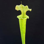 Sarracenia flava ‘Goldie’ x ( x ‘Leah Wilkerson’ ) 