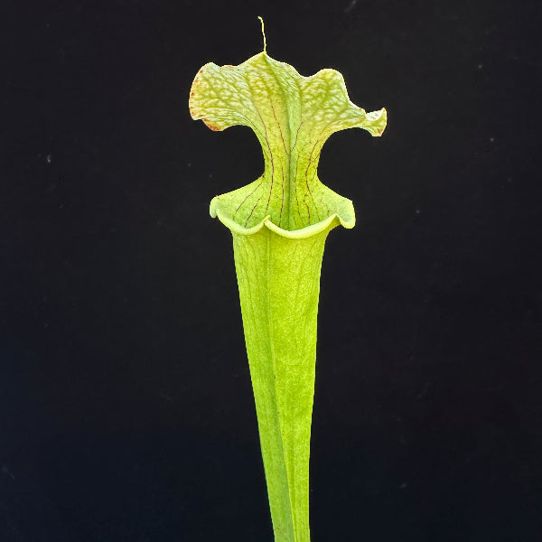 Sarracenia flava ‘Goldie’ x ( x ‘Leah Wilkerson’ ) 