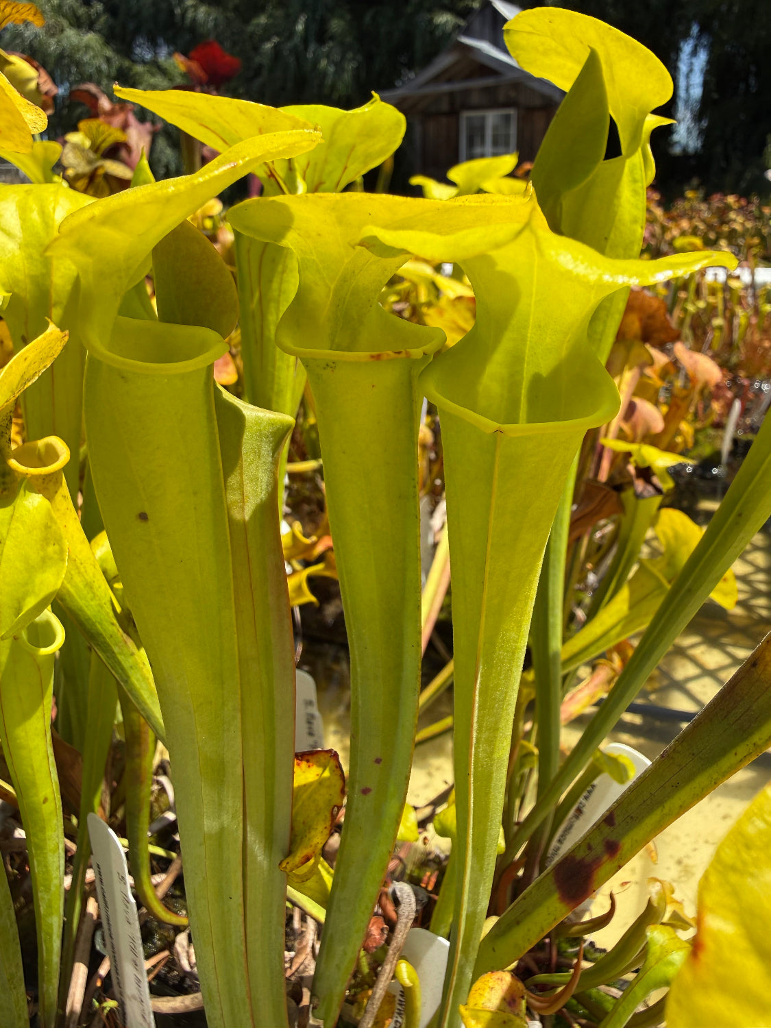 Sarracenia flava Killer Inverse Veins Pitcher Plant