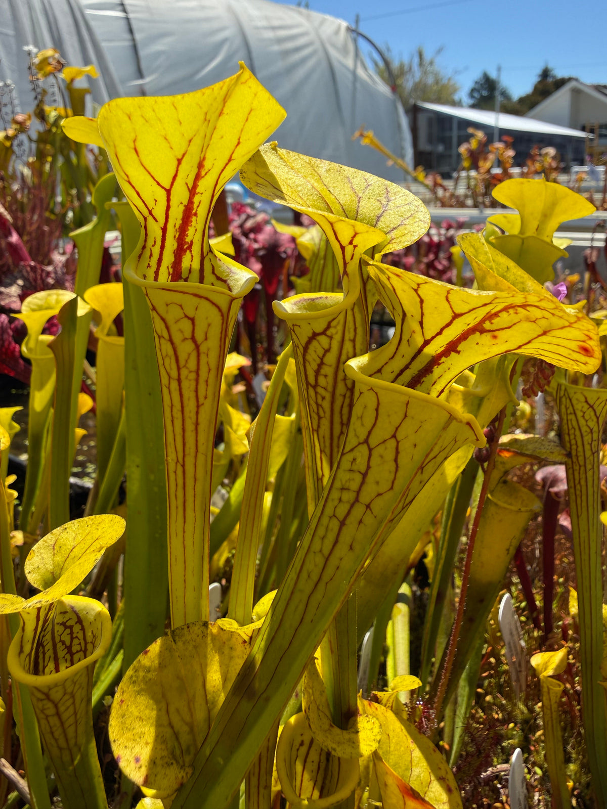 Sarracenia flava Light Colored Mix Pitcher Plant