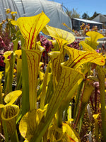 Sarracenia flava Light Colored Mix Pitcher Plant
