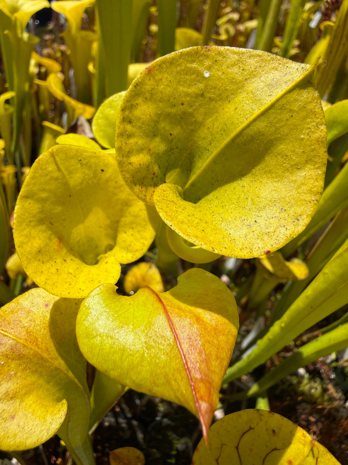 Sarracenia flava Light Colored Mix Pitcher Plant
