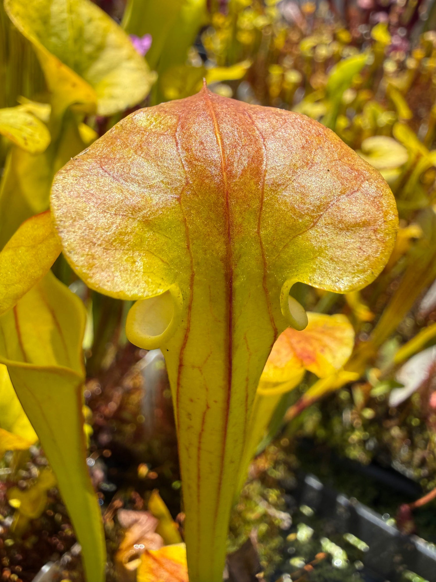 Sarracenia flava Light Colored Mix Pitcher Plant