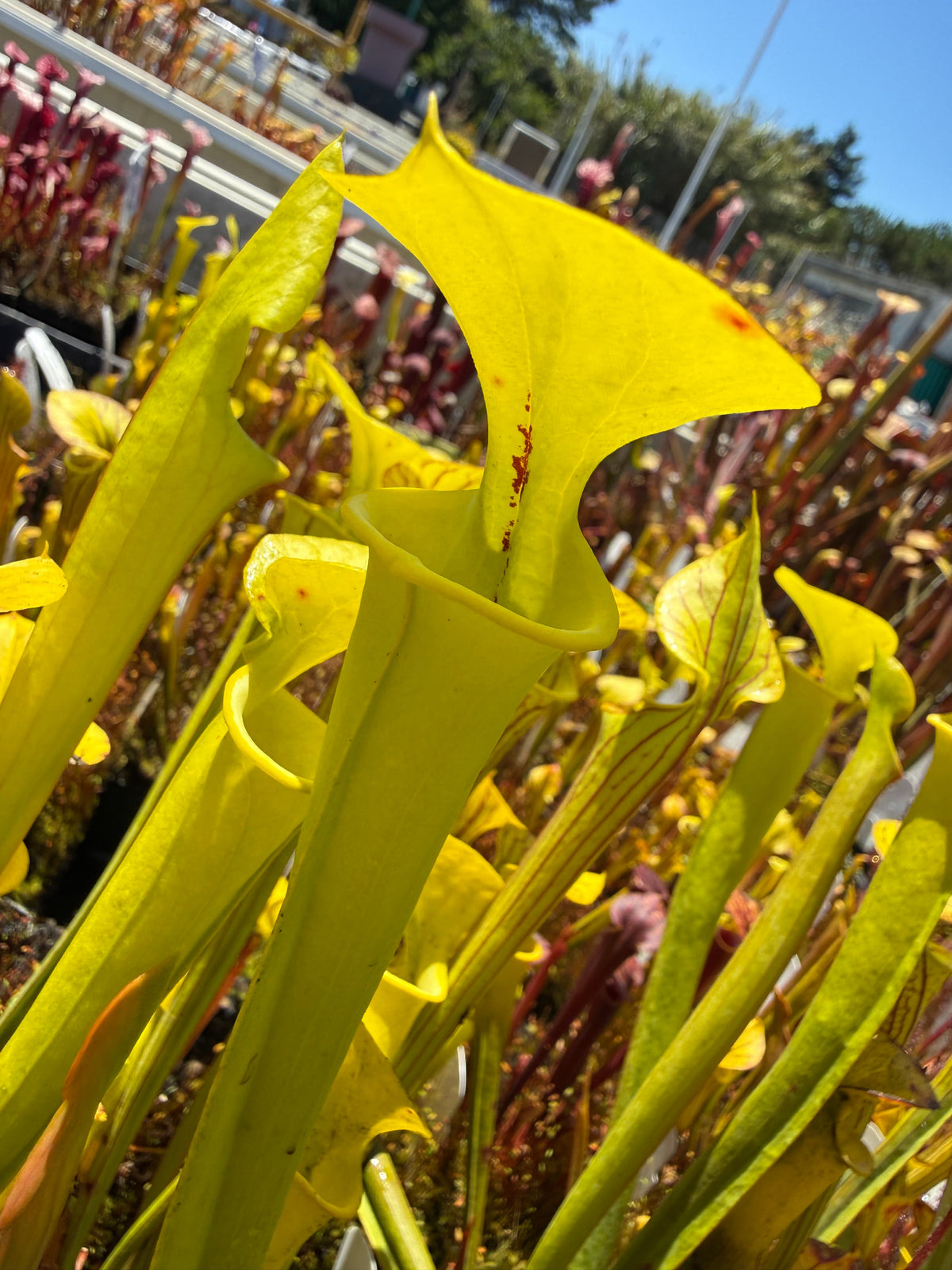 Sarracenia flava Light Colored Mix Pitcher Plant