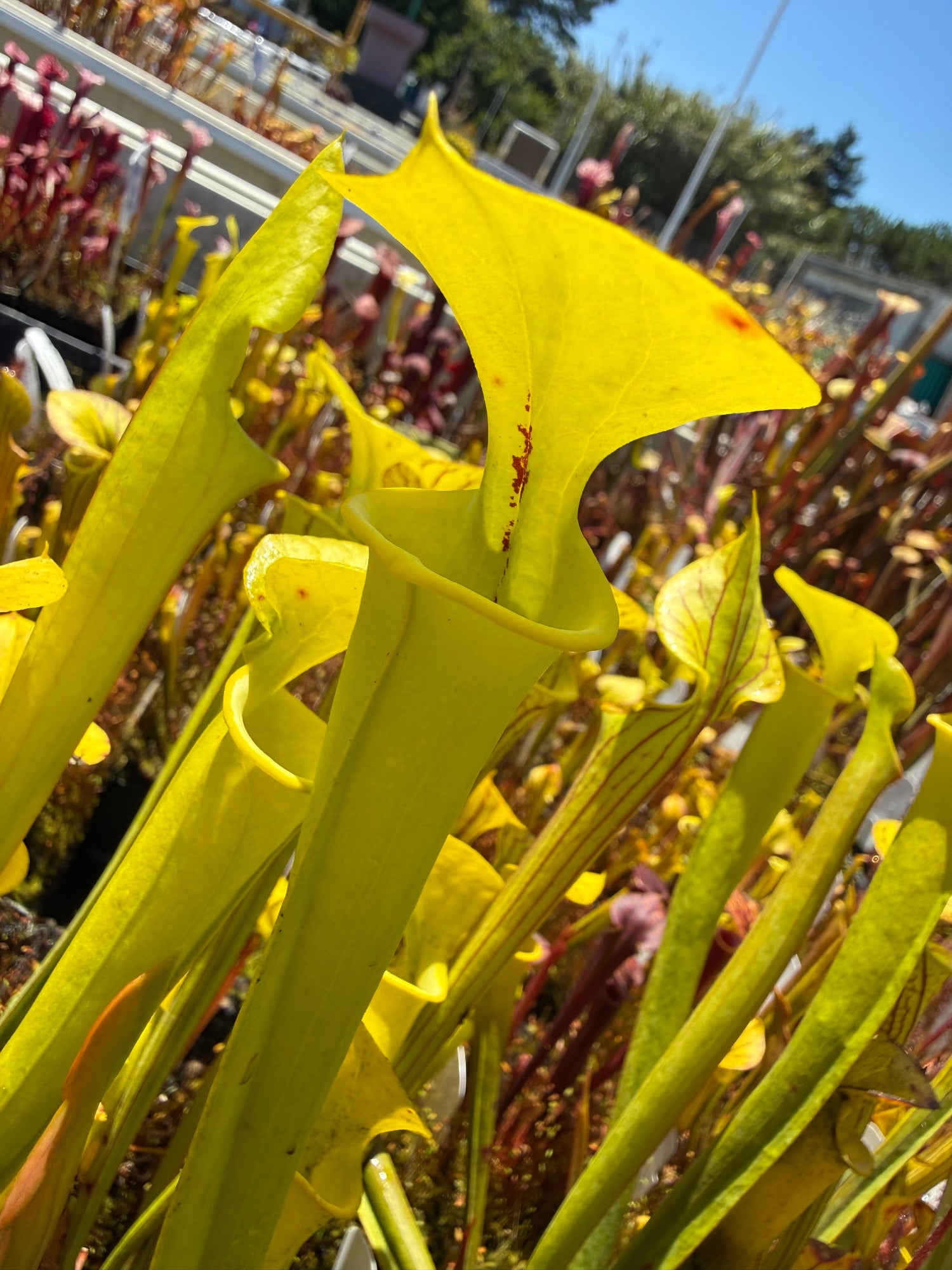 Sarracenia flava Light Colored Mix Pitcher Plant