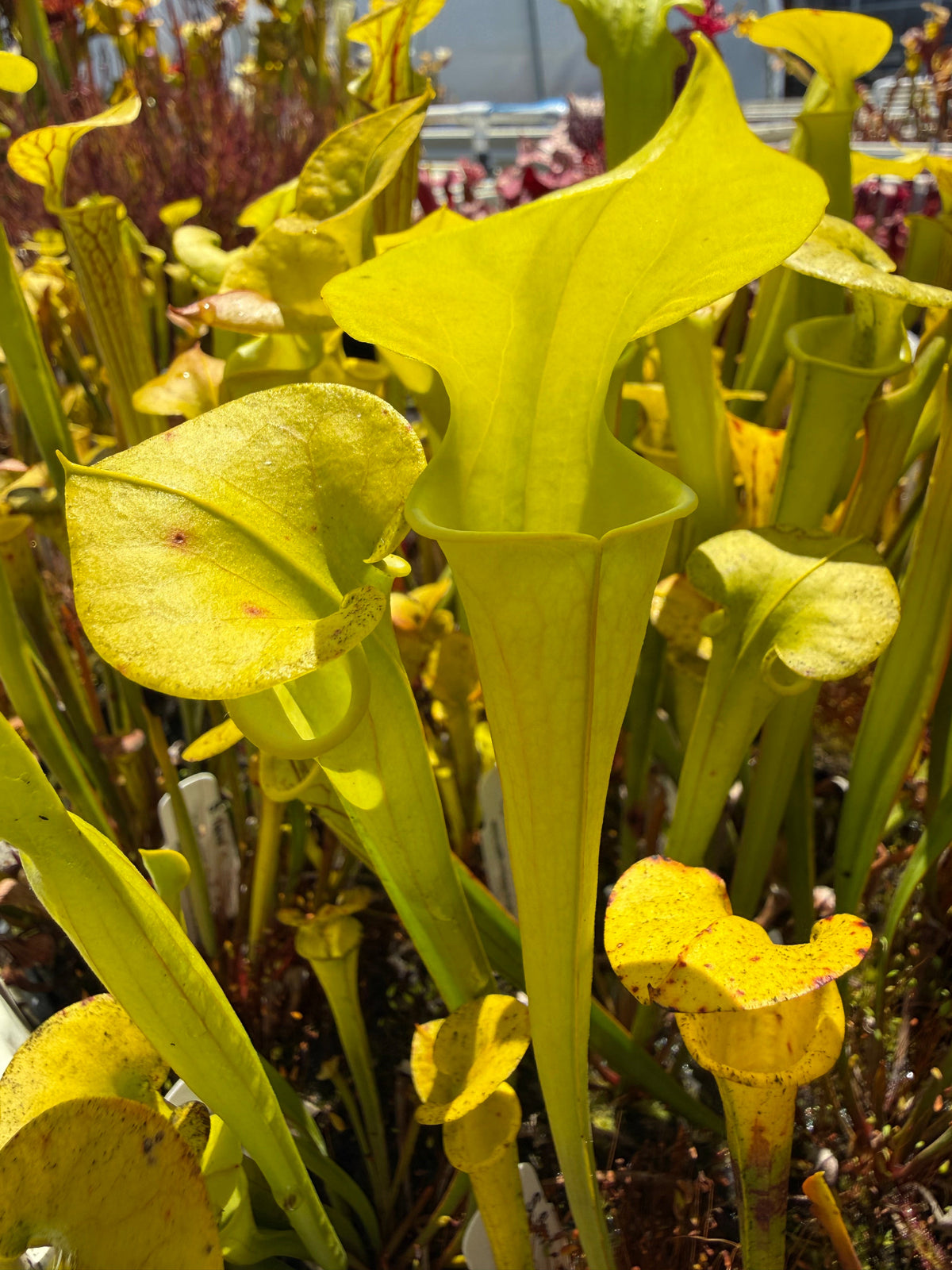 Sarracenia flava Light Colored Mix Pitcher Plant