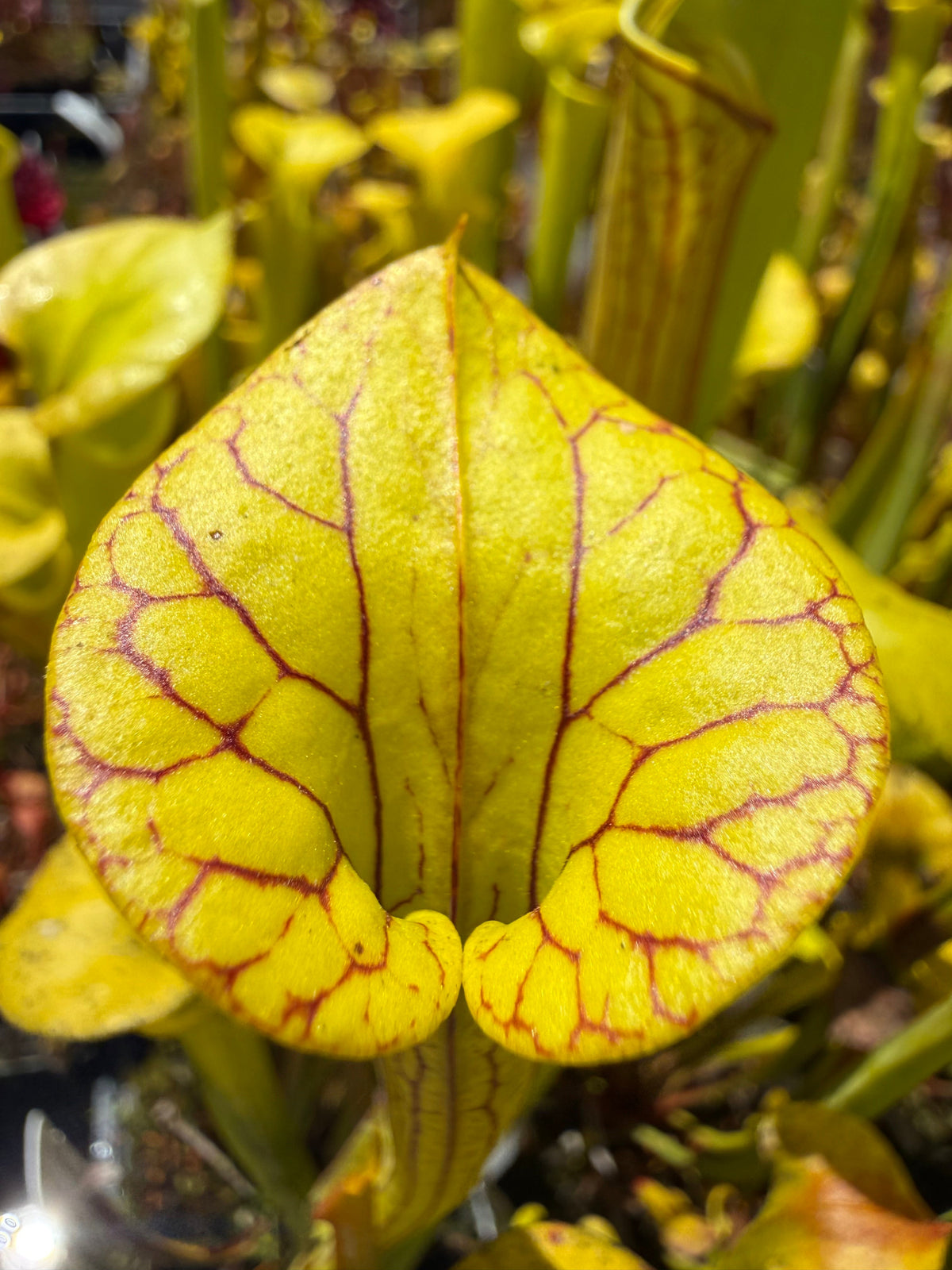 Sarracenia flava Light Colored Mix Pitcher Plant