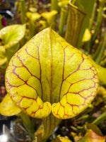 Sarracenia flava Light Colored Mix Pitcher Plant