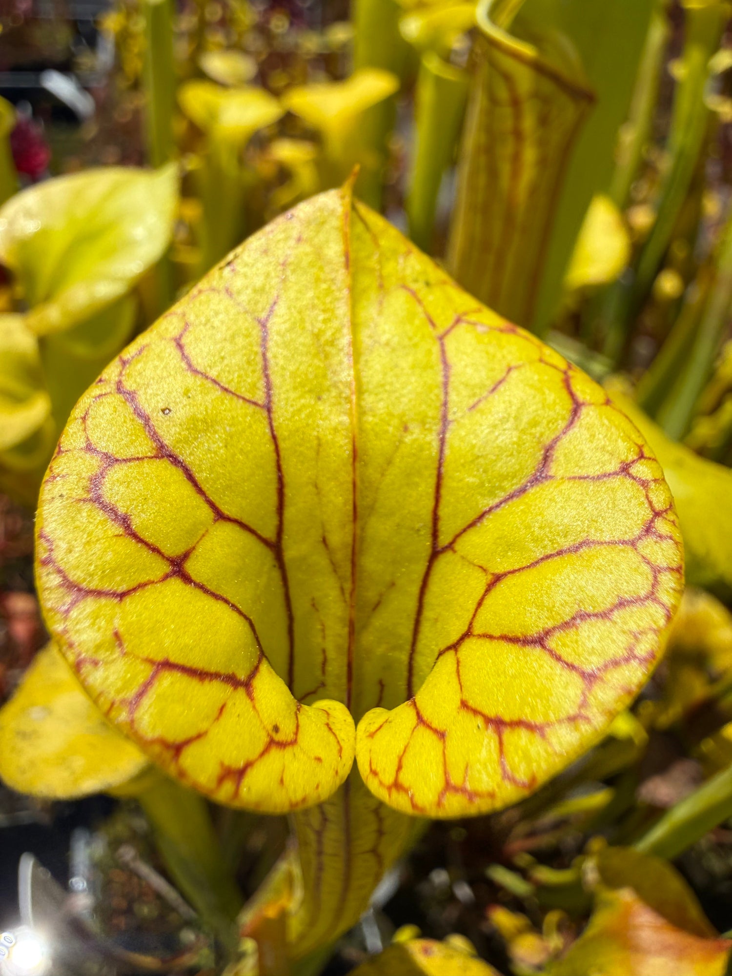Sarracenia flava Light Colored Mix Pitcher Plant