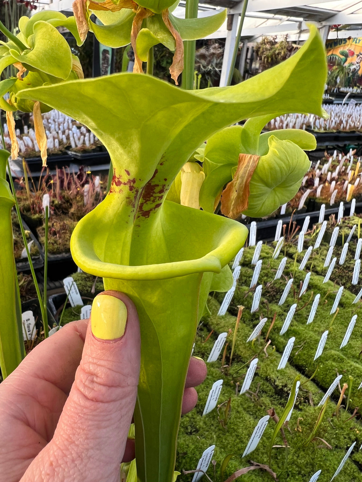 Sarracenia flava Pitcher Plant