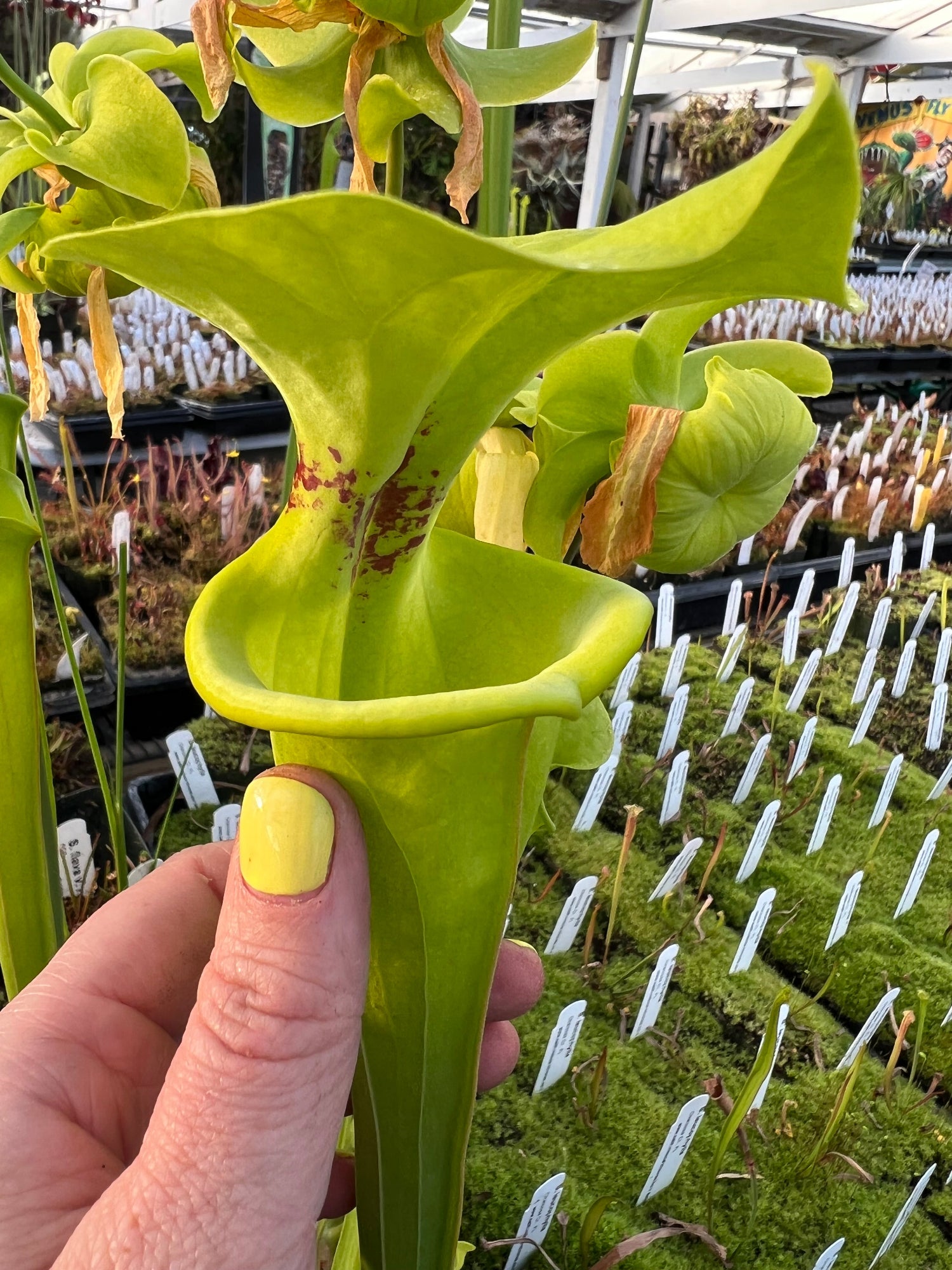 Sarracenia flava Pitcher Plant