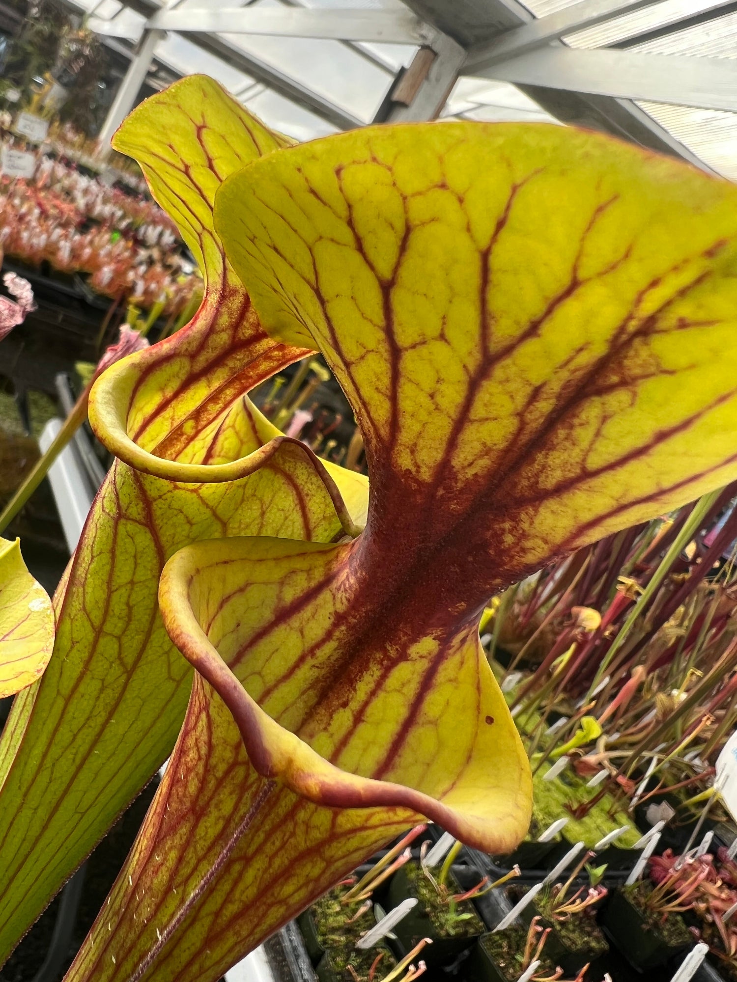 Sarracenia flava Pitcher Plant
