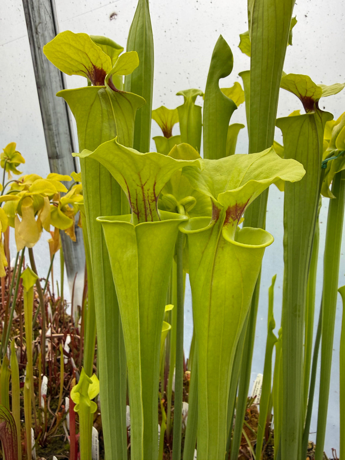 Close-up of a pitcher plant with green leaves and yellowish-green flowers.
