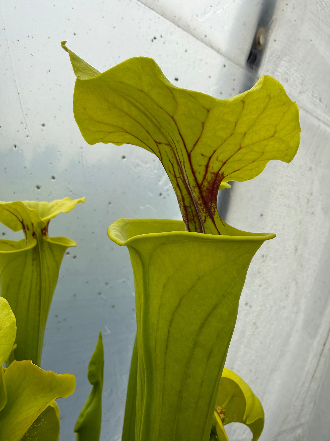 Close-up of a green pitcher plant with a white background