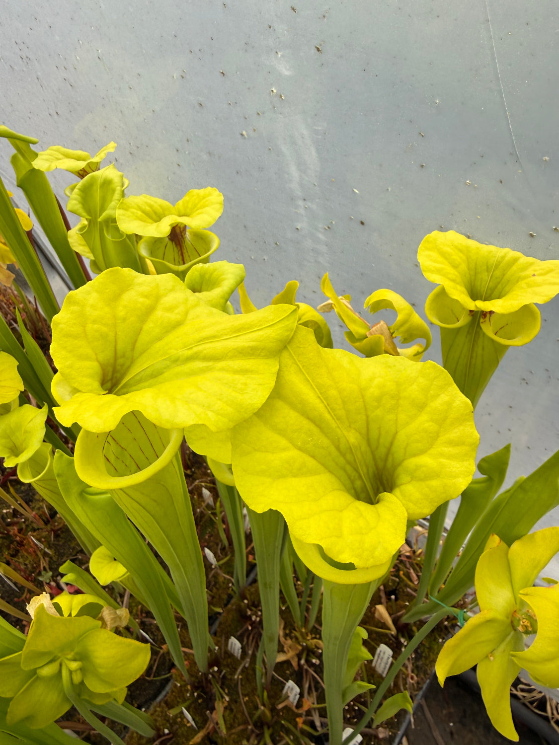 Close-up of bright yellow pitchers with a blurred background