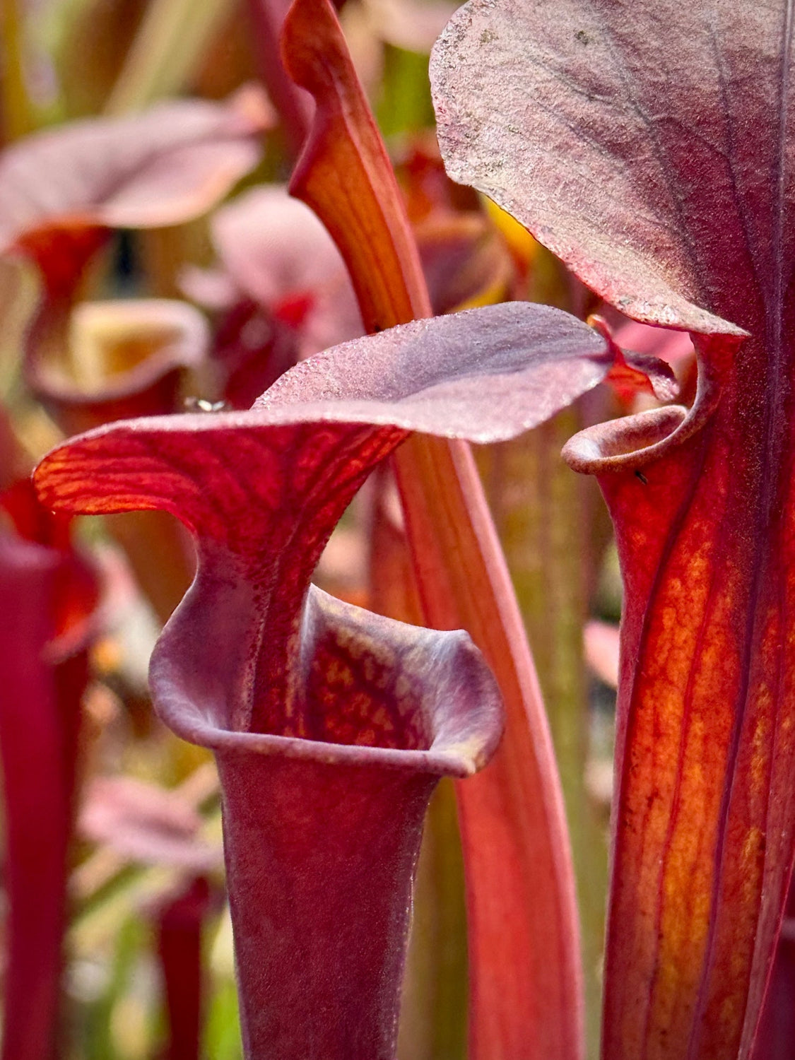 Close-up of several pitcher plants with deep burgundy-red and orange-red tubular leaves in soft focus.