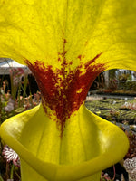 A close-up of a bright yellow pitcher plant with a prominent reddish-brown speckled pattern around the neck, set against a blurred greenhouse background.