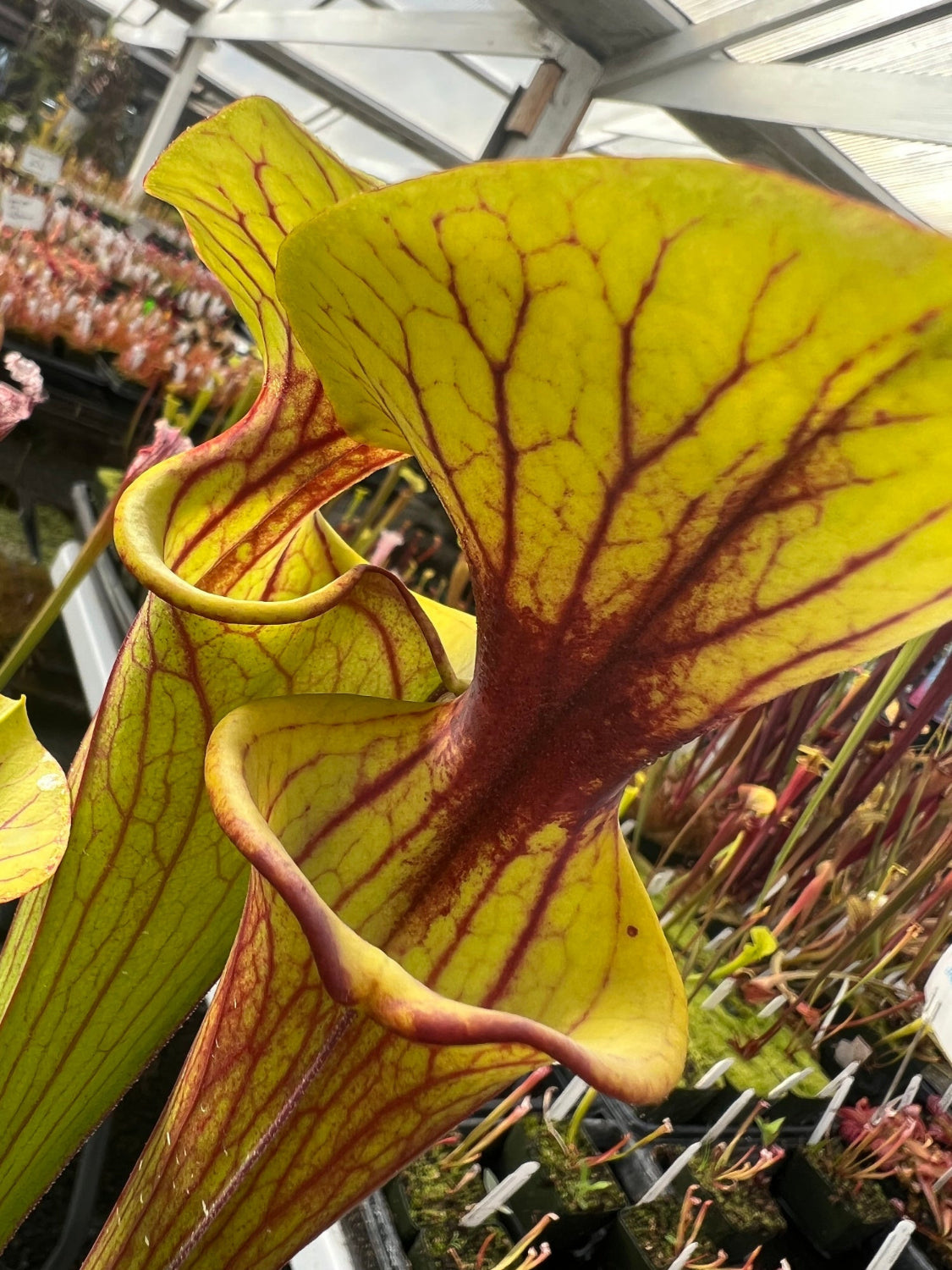 A close-up of a Sarracenia pitcher plant with large yellow-green trap lobes detailed with dark red veins, set in a greenhouse with other plants in the background.