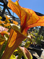 A close-up of a Sarracenia pitcher plant with large, vibrant orange and yellow flared lips detailed with deep red veins, set in a sunny greenhouse with other plants and a blue sky in the background.