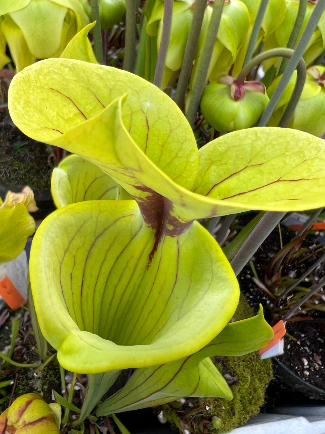 A close-up of a Sarracenia pitcher plant with bright chartreuse-yellow-green tubular traps and reddish-purple veins, growing in a nursery setting with other plants and pots visible.