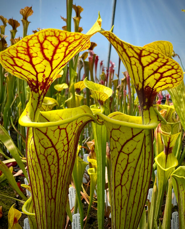 Two Sarracenia pitchers facing each other, green with dark red striping in a greenhouse