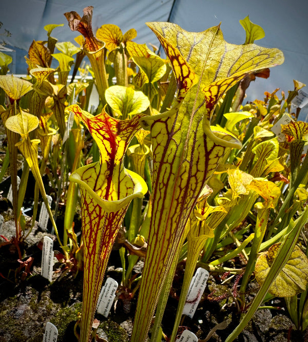 Sarracenia pitchers that are green with dark red veins in a greenhouse