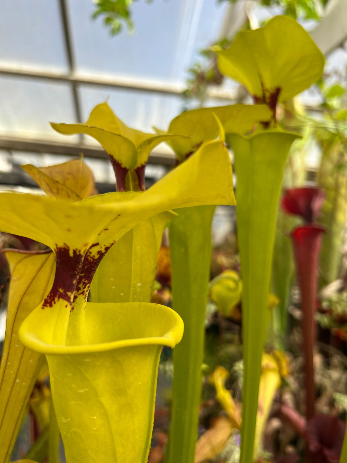 Close-up of bright yellow pitcher plants with green tubular stems and dark reddish-brown centers, photographed in a greenhouse setting.
