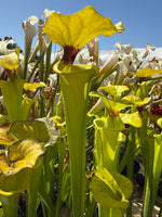 A cluster of yellow pitcher plants with green tubular pitchers and dark reddish-brown lips, photographed outdoors against a blue sky.