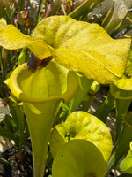 Close-up of a pitcher plant with bright yellow-green tubular leaves and a dark brown sticky center, growing among other green foliage.