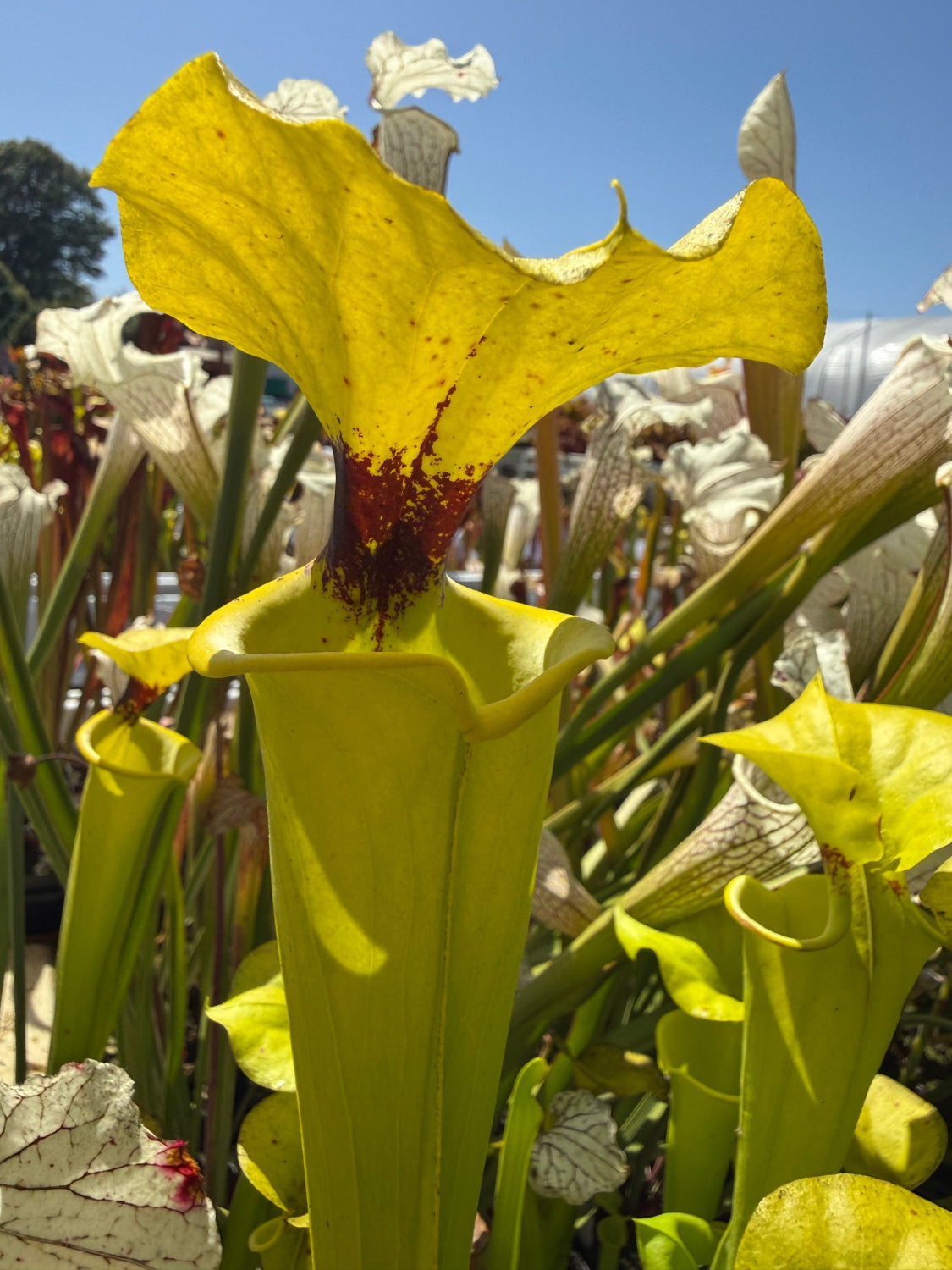 A close-up of a yellow pitcher plant (Sarracenia) flower with a dark reddish-brown center, surrounded by other white and green pitcher plants under a clear blue sky.