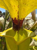 Close-up of a yellow pitcher plant with a dark reddish-brown center and speckled yellow petals, photographed outdoors with blurred foliage and sky in the background.