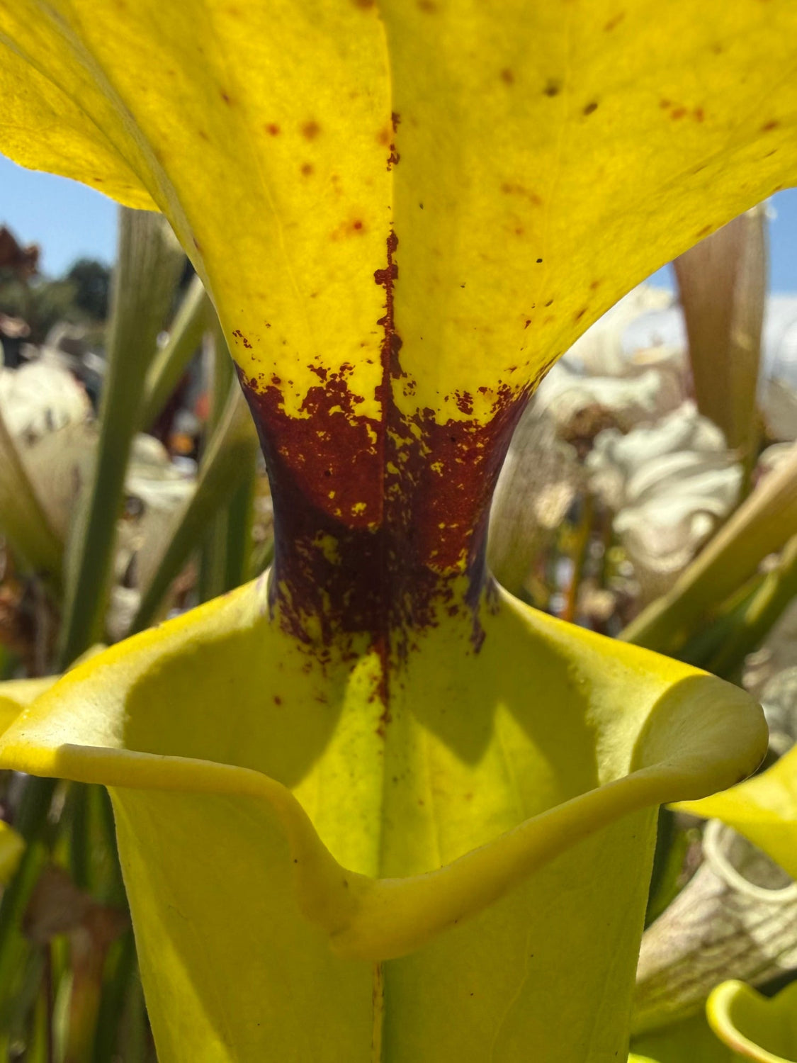 Close-up of a yellow pitcher plant with a dark reddish-brown center and speckled yellow petals, photographed outdoors with blurred foliage and sky in the background.