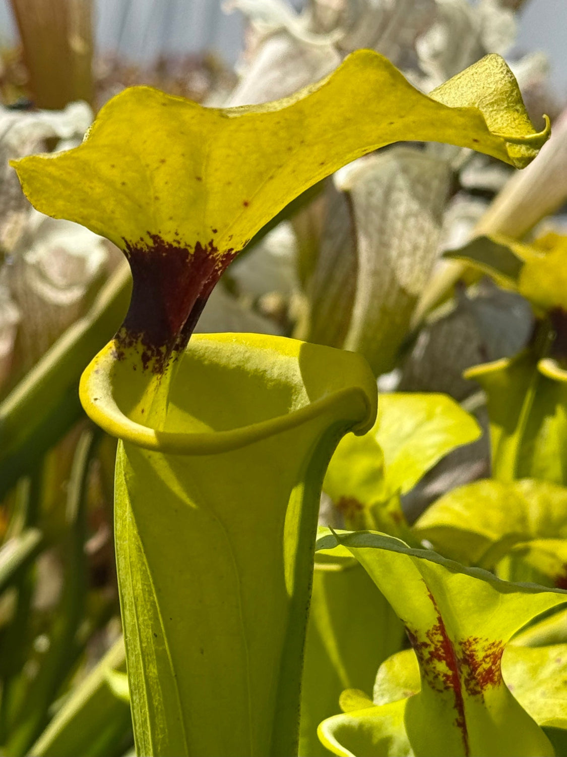 A close-up of a pitcher plant with a bright yellow-green tubular pitcher and a dark reddish-brown opening, surrounded by other similar plants in a natural outdoor setting.