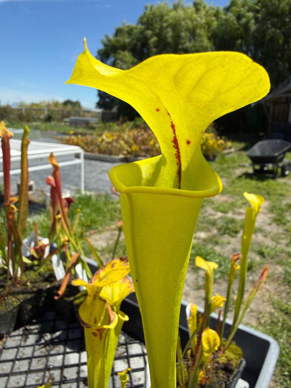 A bright yellow pitcher plant in a black growing tray, photographed outdoors in a sunny garden or nursery with other plants and trees blurred in the background.
