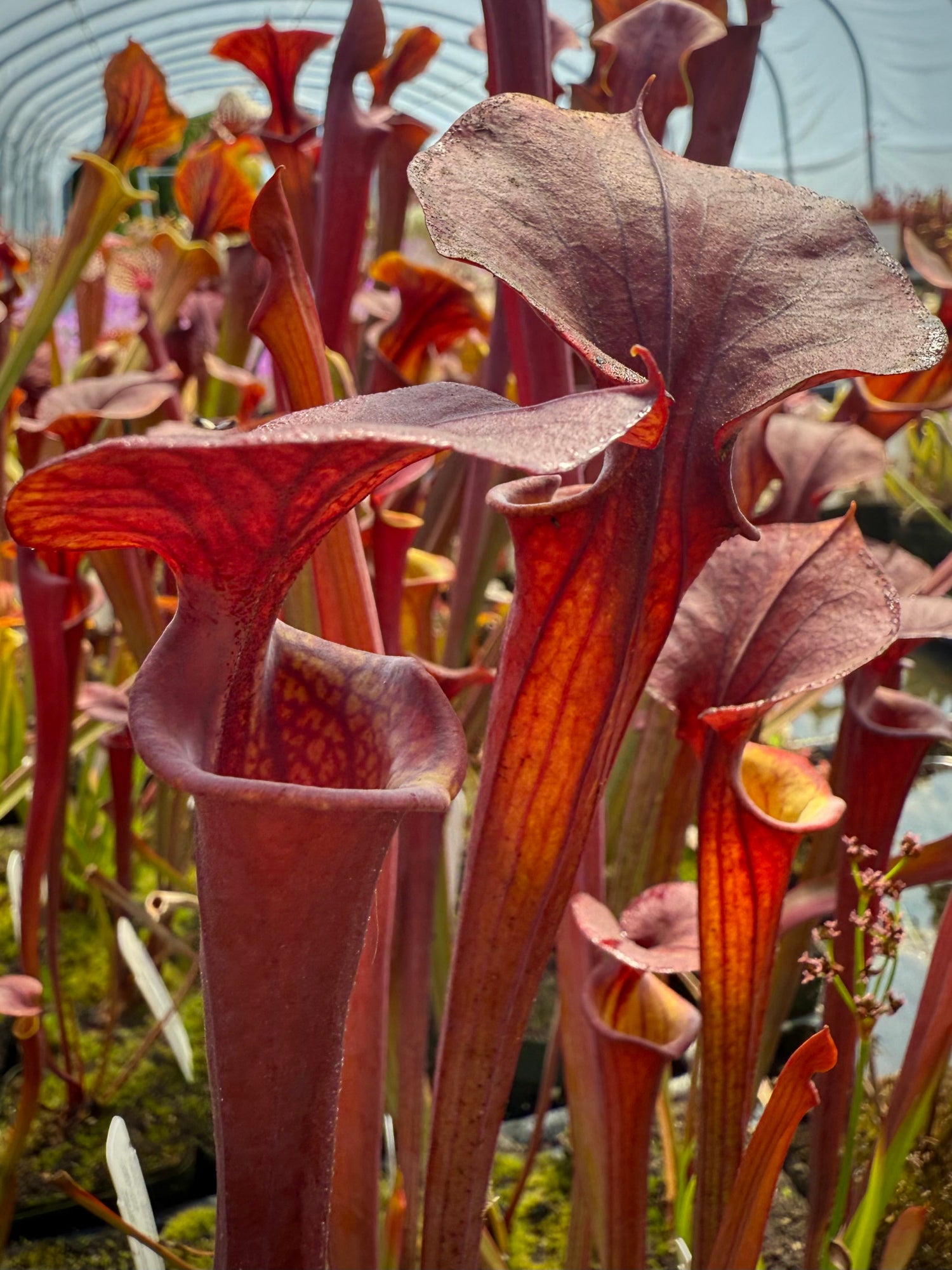 Sarracenia flava v. atropurpurea Daetz Clone Pitcher Plant