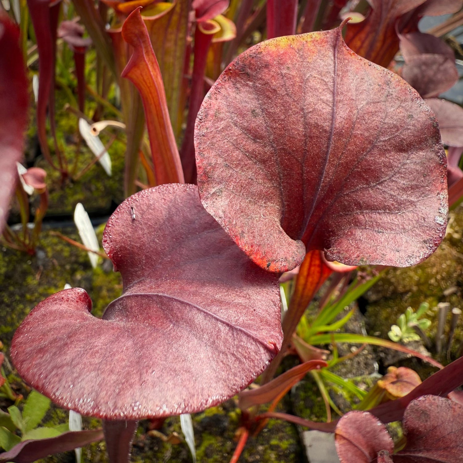 Sarracenia flava v. atropurpurea Daetz Clone Pitcher Plant