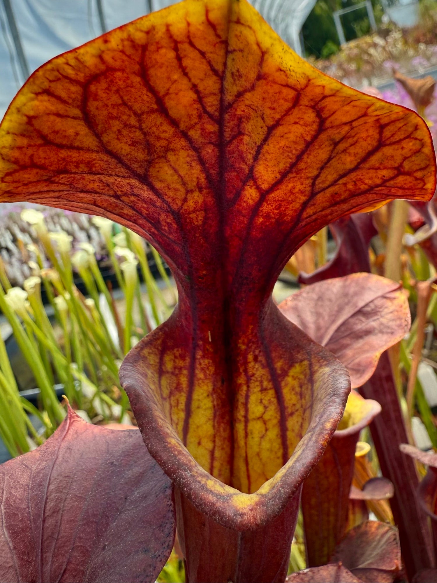 Sarracenia flava v. atropurpurea Daetz Clone Pitcher Plant