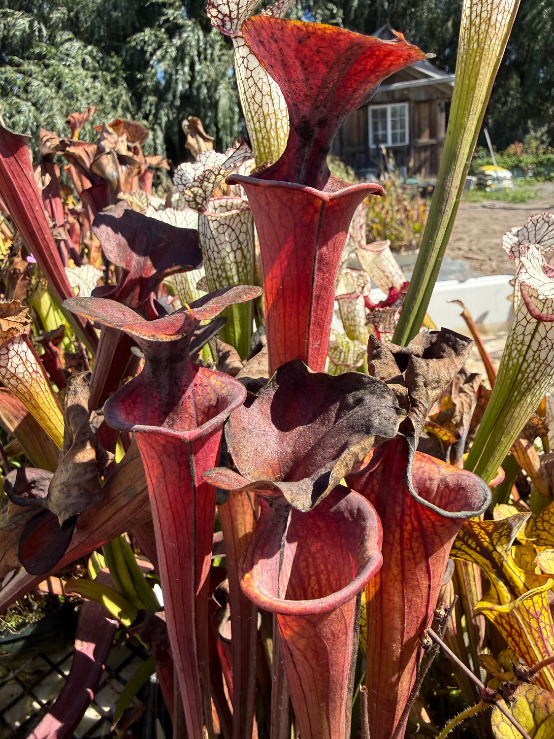 A close-up of several carnivorous pitcher plants with deep red to burgundy tubular traps and pale green to cream upper lobes, photographed outdoors in a garden setting with trees and a house visible in the background.