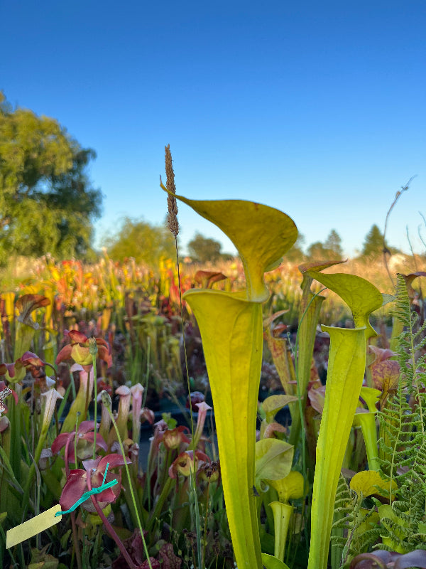 Sarracenia flava v. maxima