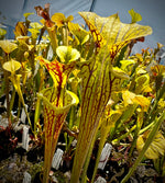 Sarracenia flava v. ornata "Bulloch, Co Damon's Clone"